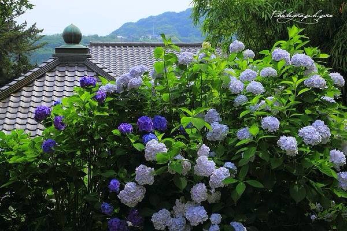 日本下之水神社の紫阳花.