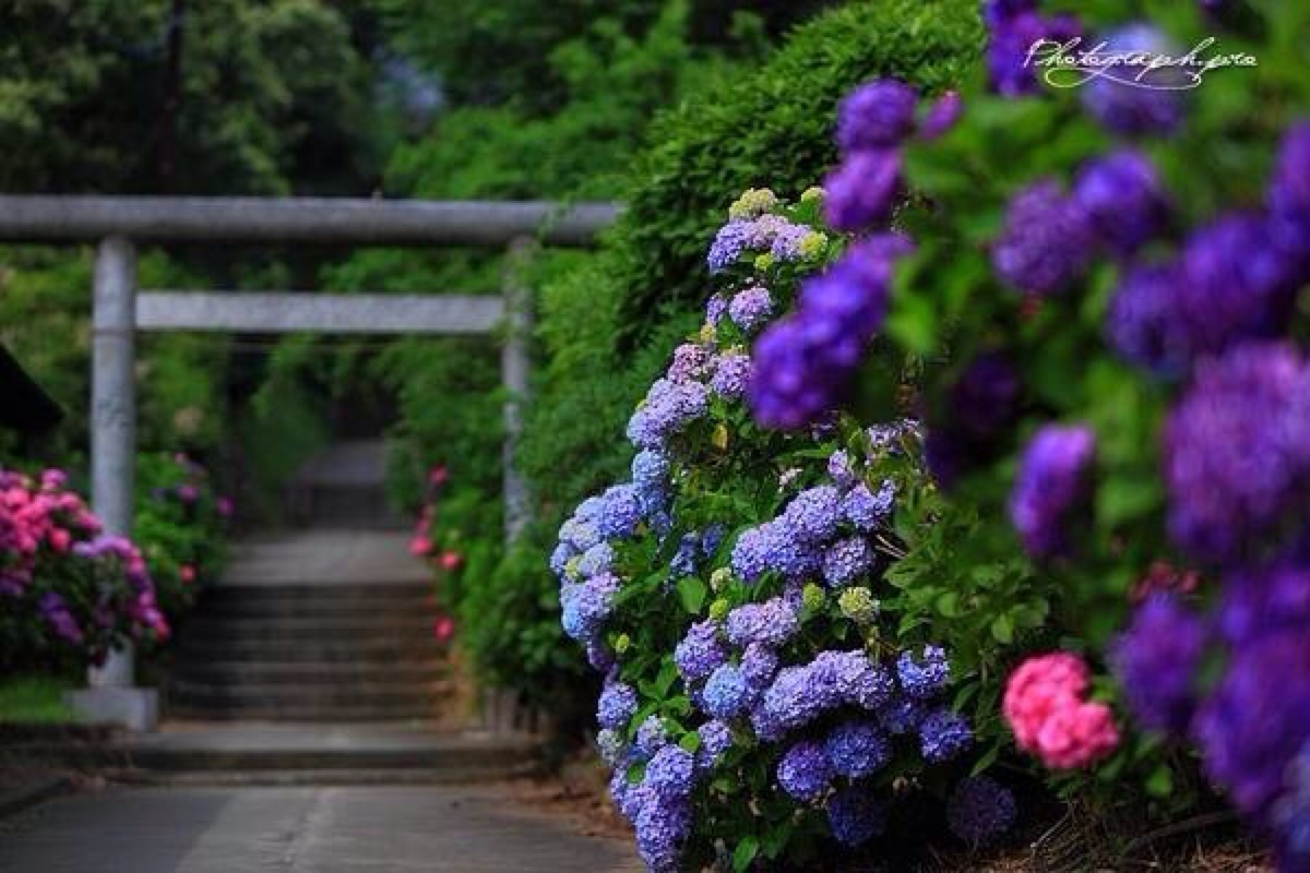 日本下之水神社の紫阳花.