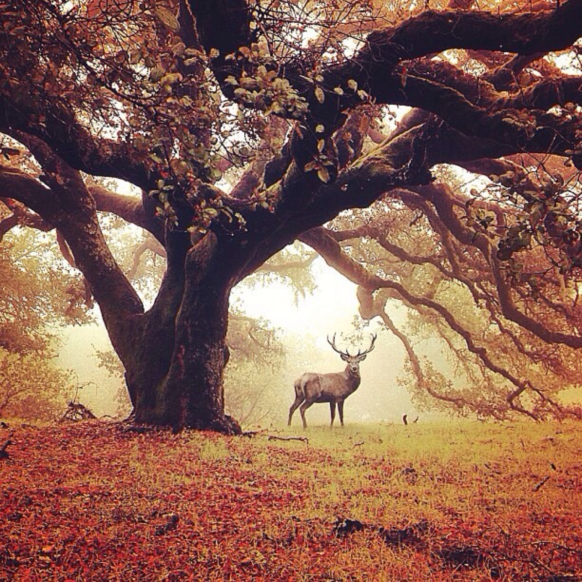 鹿是森林里行走的树.