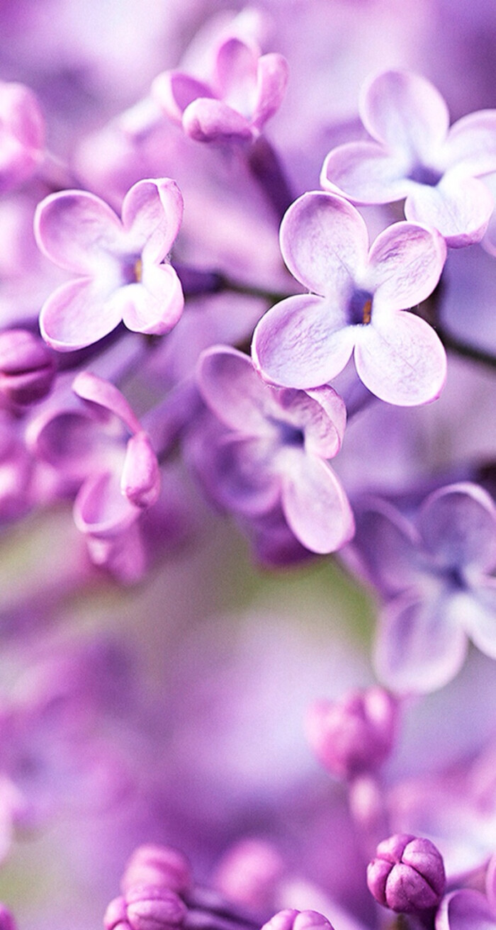 鲜花装饰我的梦!iphone 壁纸