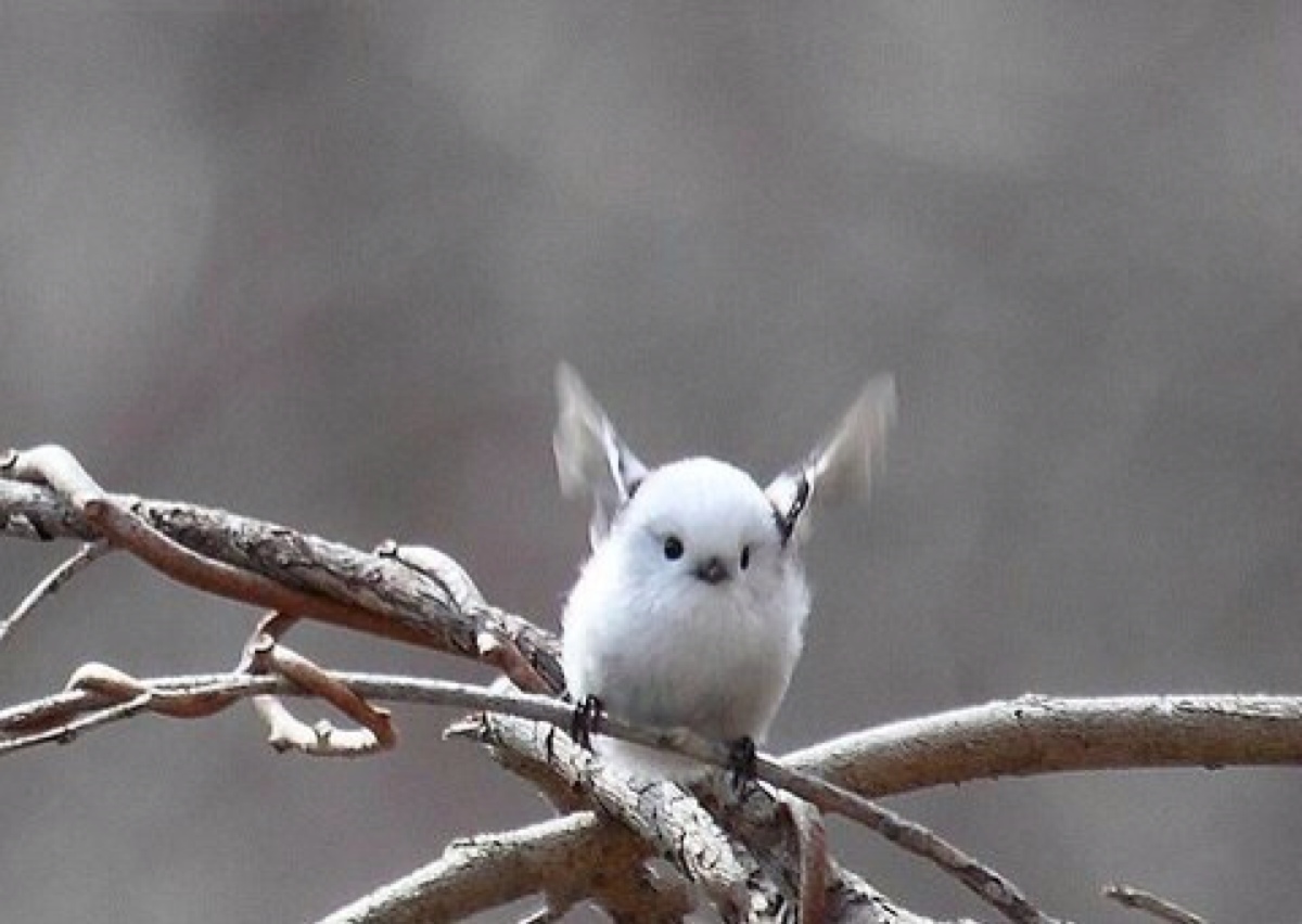 世界上最呆萌的鸟类——银喉长尾山雀