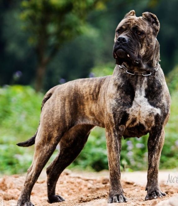 獒犬特有的强壮凶猛和猎犬般敏锐的嗅觉造就了这种可怕的巴西獒犬.