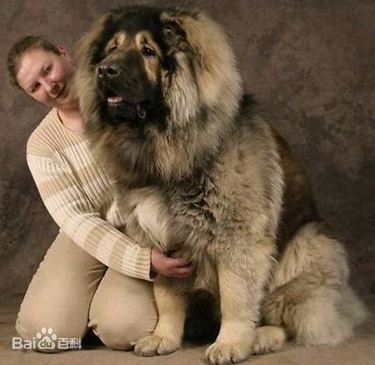 高加索犬是世界上体形最大的猛犬之一.