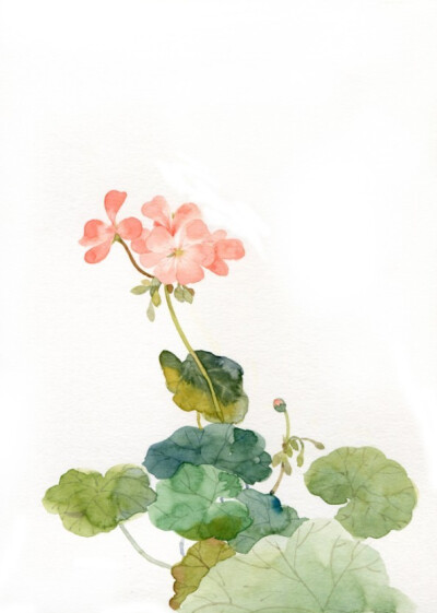 花草,水墨,封面,淡雅,唯美,插画,古风