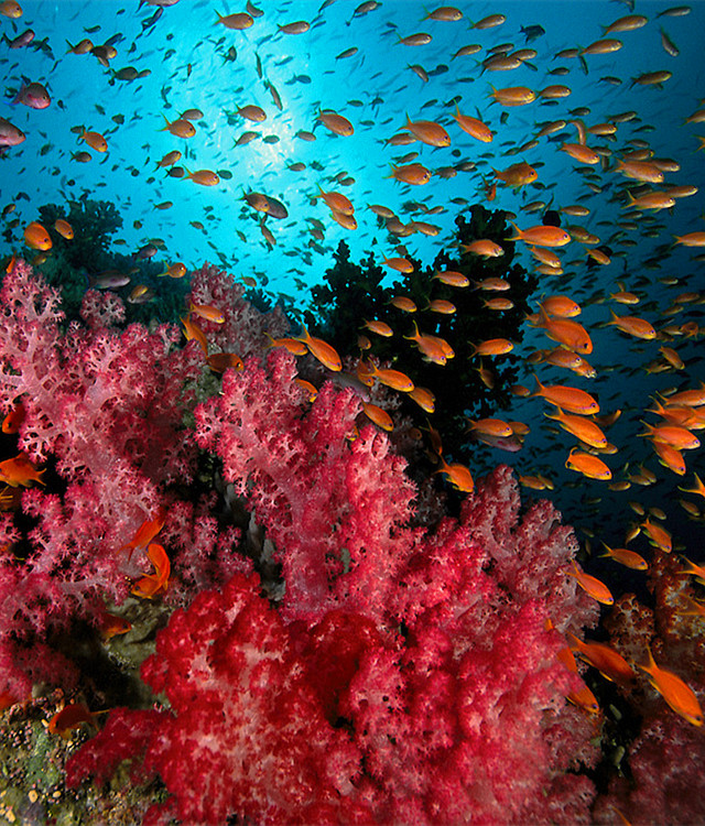 斐济珊瑚礁.