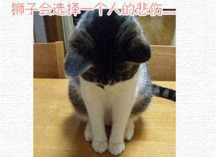 12星座失恋时猫猫的表现,2b,表情包