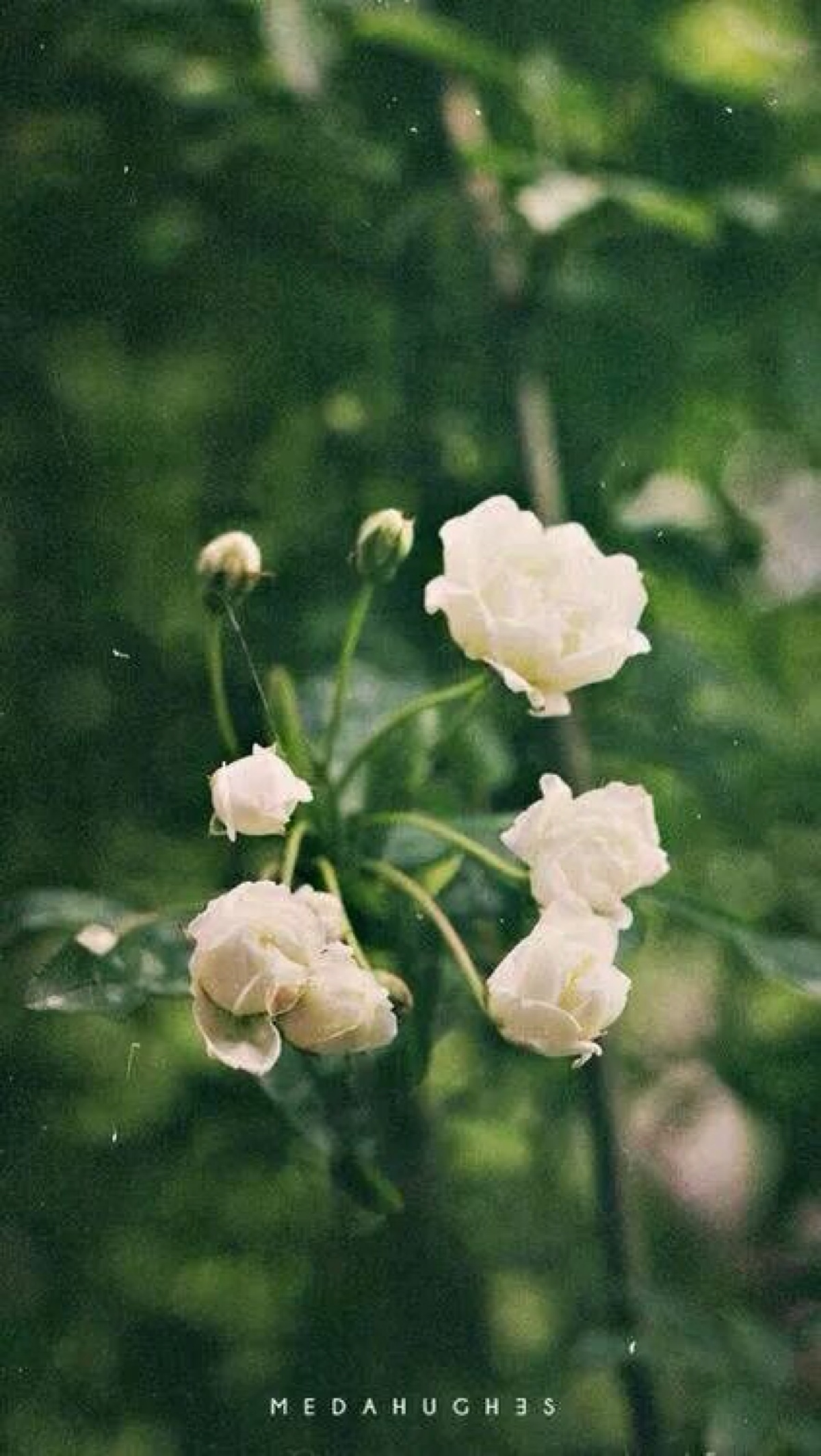 花 复古 壁纸 聊天背景 欧美 文艺 【陌上花开,可缓缓归矣