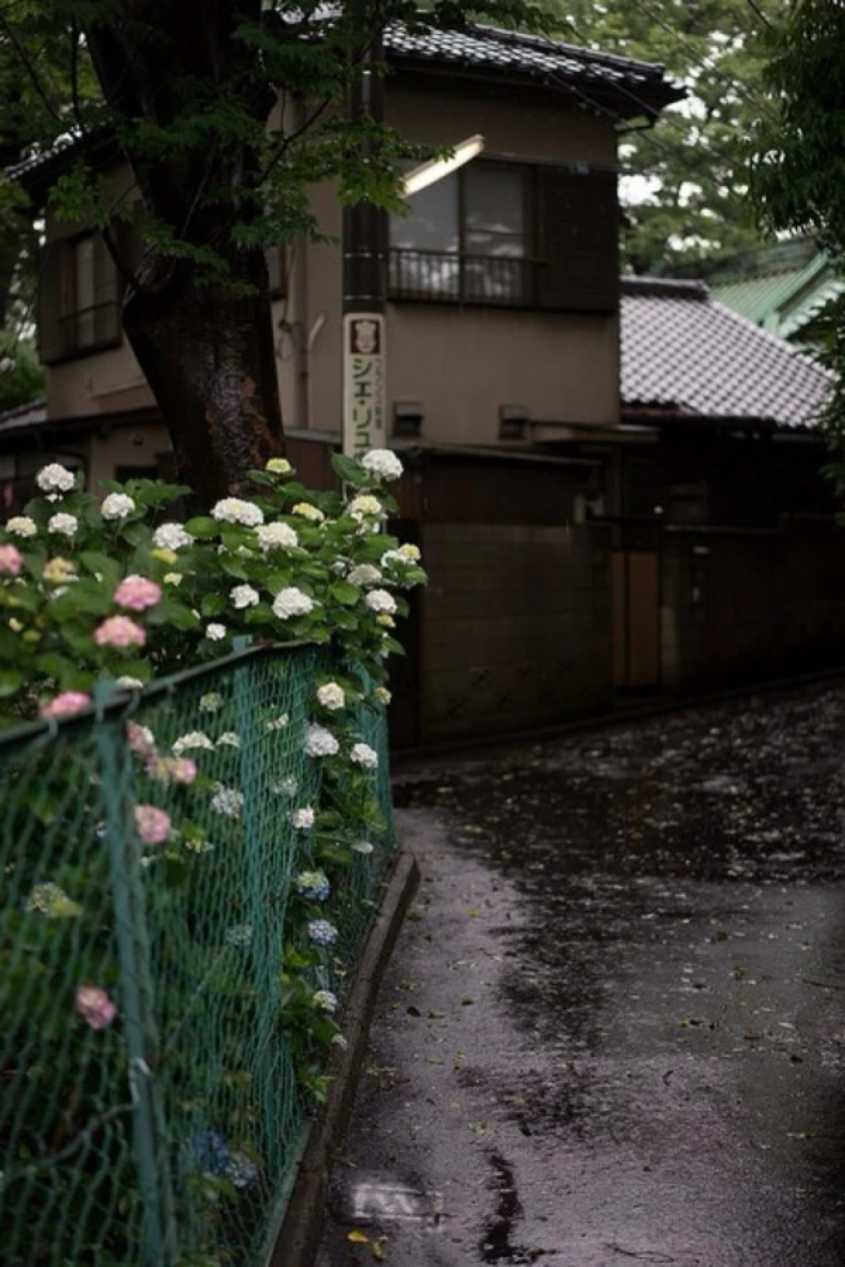 花 复古 壁纸 聊天背景 欧美 文艺 【陌上花开,可缓缓归矣