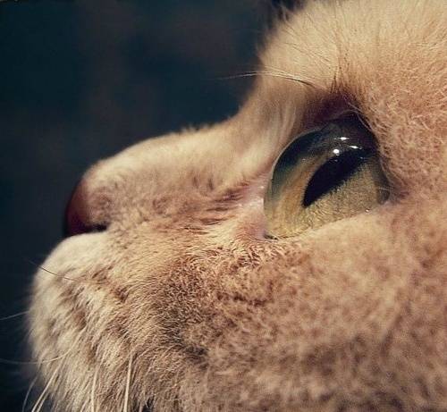 「猫咪」忧郁的小眼神