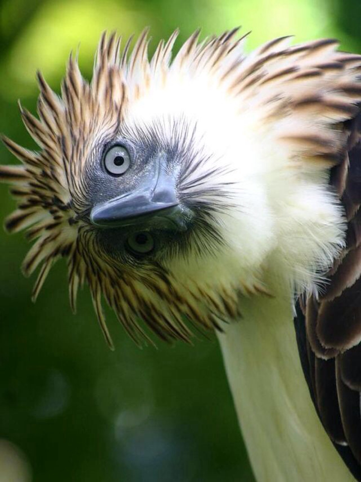 philippine eagle 食猴鹰 或菲律宾鹰