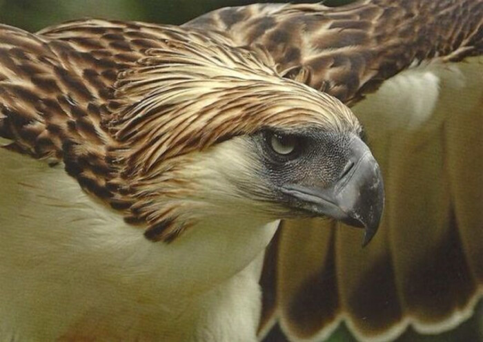 philippine eagle 食猴鹰 或菲律宾鹰