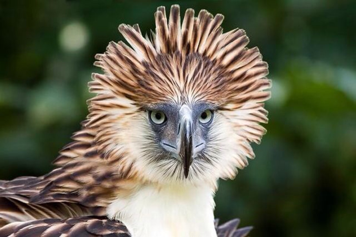 philippine eagle 食猴鹰 或菲律宾鹰