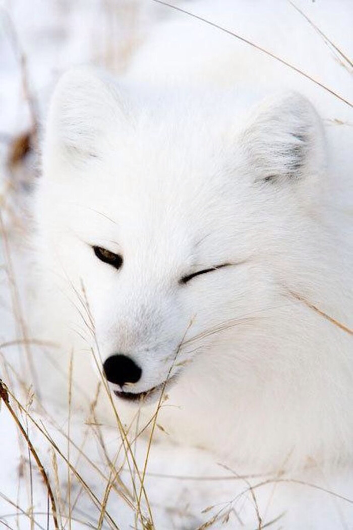 北极精灵:北极狐