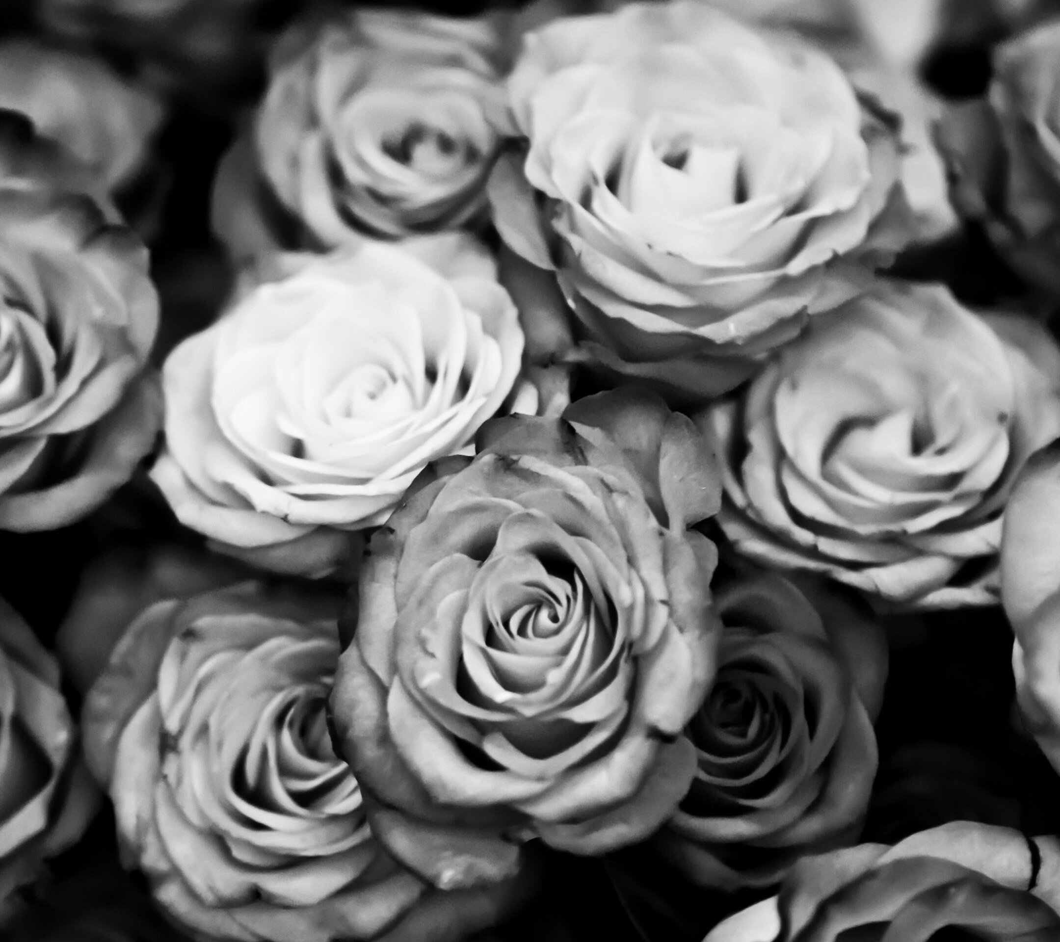 美丽花海 白玫瑰