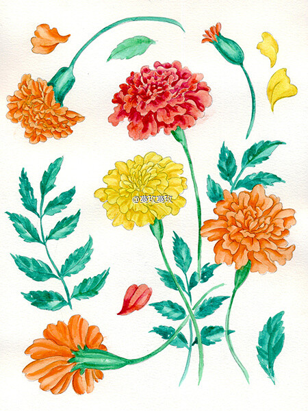 【植物的印象笔记】万寿菊(marigold).