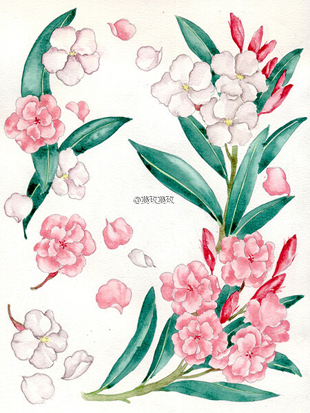 【植物的印象笔记】夹竹桃(oleander),被认为是又美又毒的存在,《甄嬛