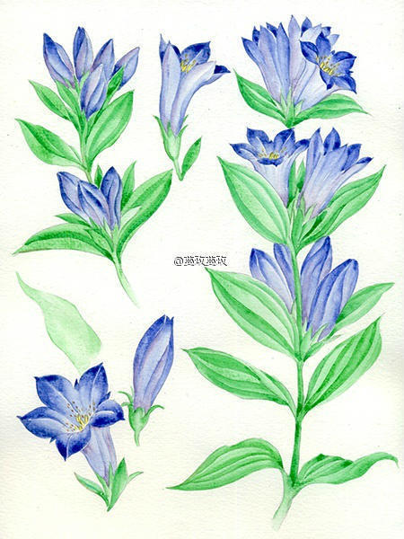 【植物的印象笔记】龙胆(gentian).