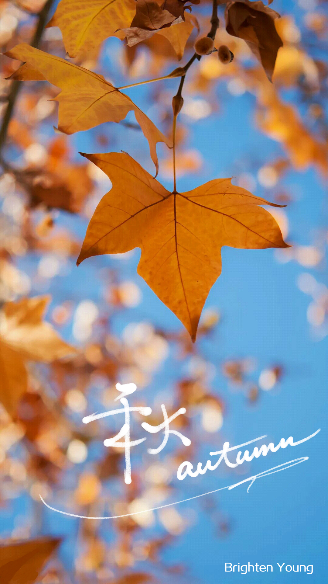 iphone 壁纸 金秋