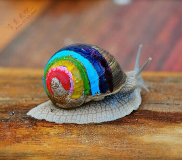 活动一律选用无毒颜料,尽量把对蜗牛的危害减至最低.