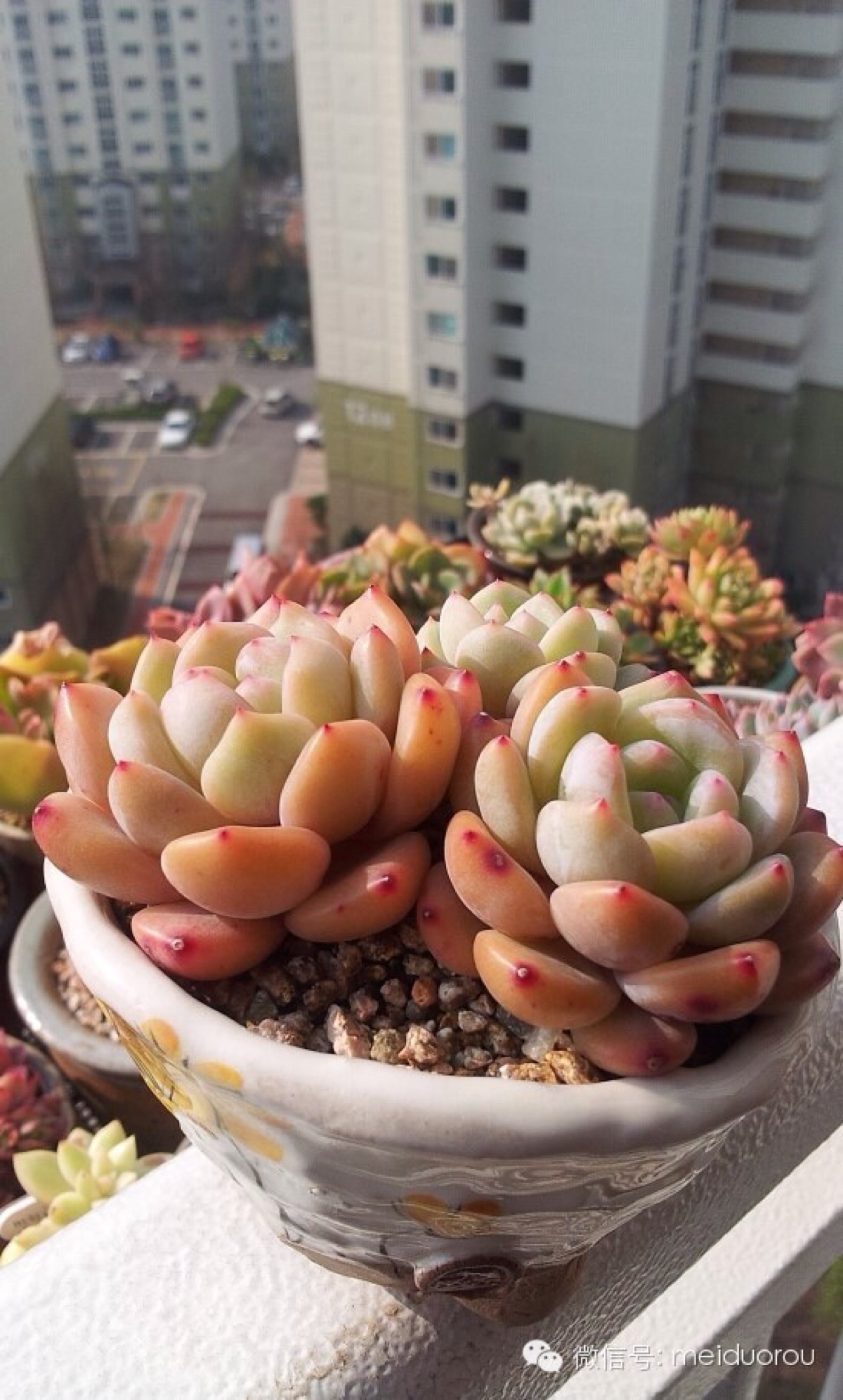 美肉之恋 美腻的"橙梦露echeveria monroe"