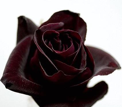 蔷薇科家族中有一种神秘的黑"玫瑰"(其实是月季)其实在自然界中黑色