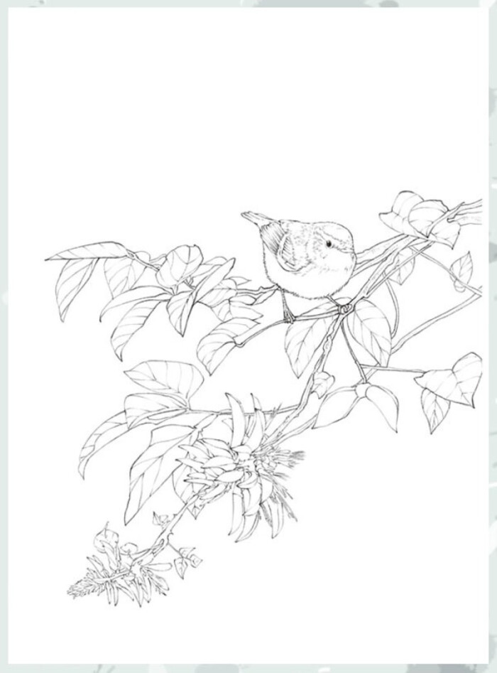 《铅笔线稿绘画技法—花鸟篇》