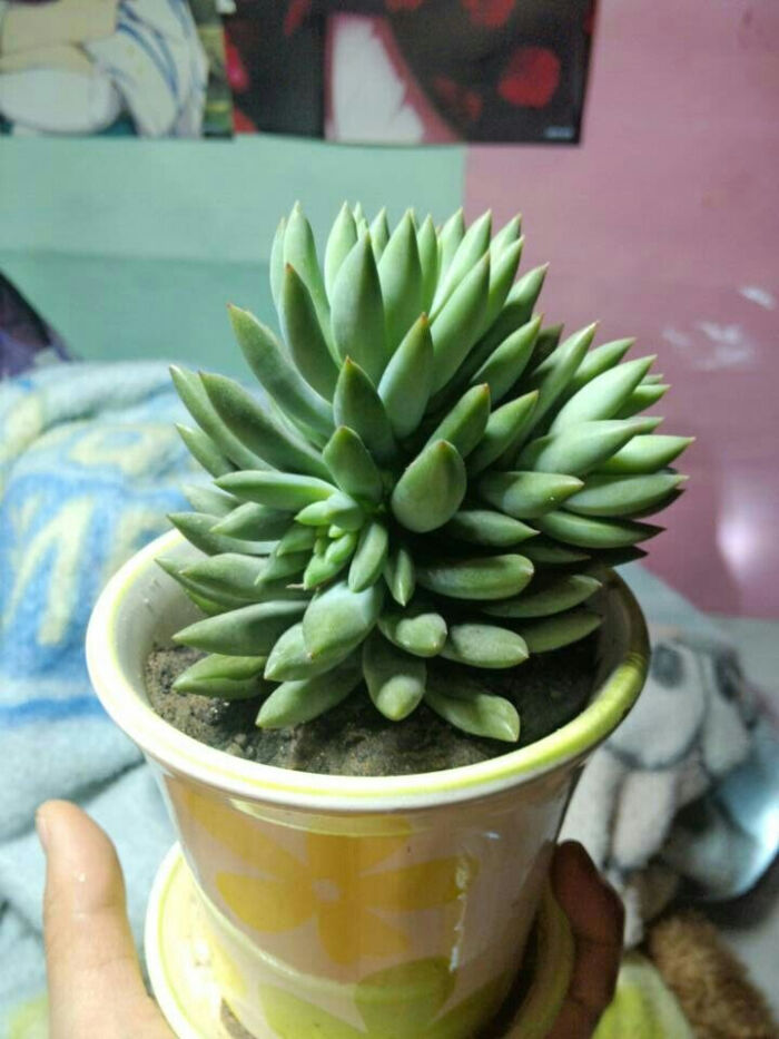 千佛手 