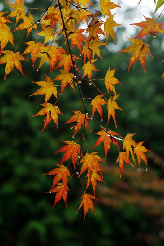 秋之景 下雨了,有点冷,但喜欢