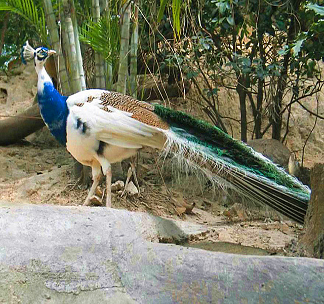 white blue peacock(白蓝孔雀),比普通孔雀看着还奇妙.