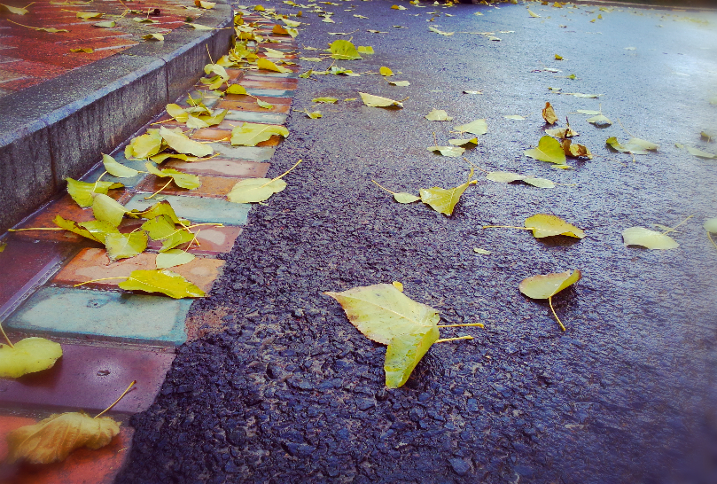 秋雨落叶
