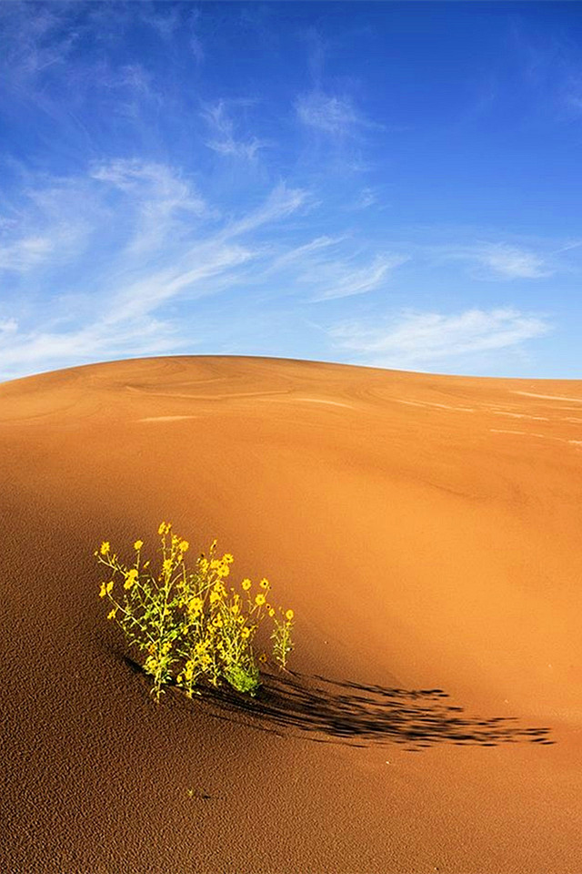 沙漠中植物顽强的生命力.