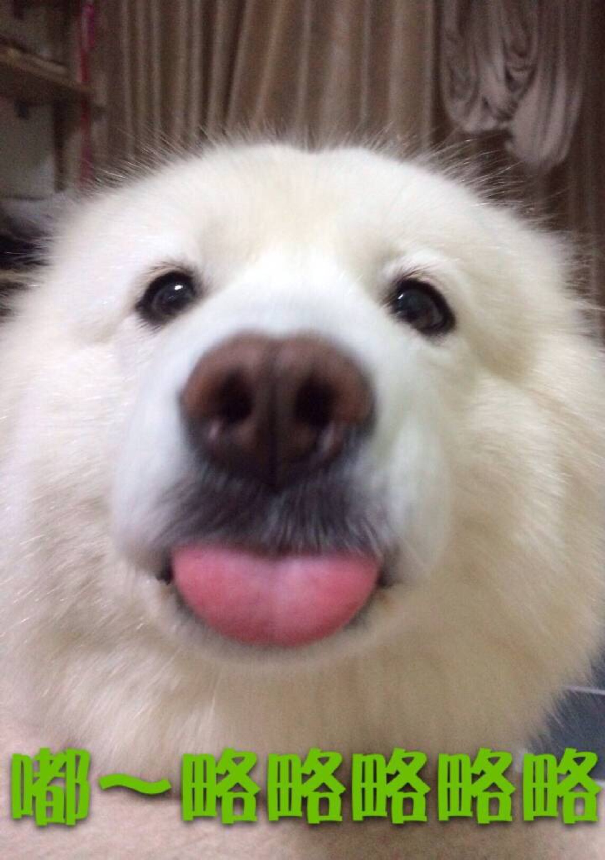 妞妞