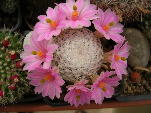 白鸟mammillaria herrerae,仙人掌科乳突球属.