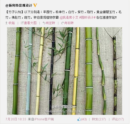 竹子的分类