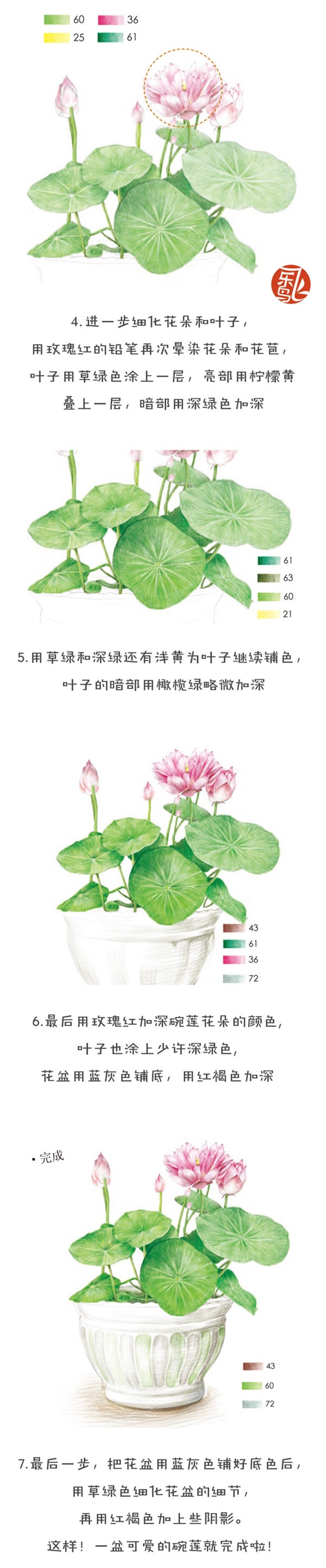 飞乐鸟的周末绘时光—碗莲 清新美丽的莲花,不仅是池塘中的美景,也