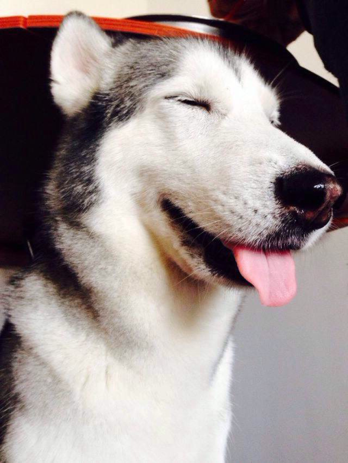 husky 