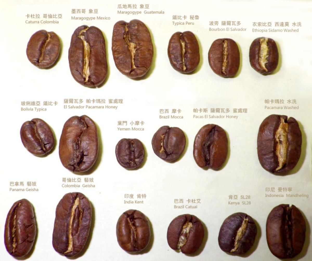 咖啡豆的品种