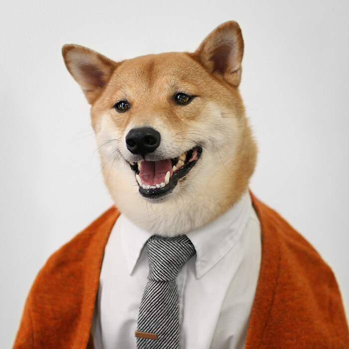 bodhi - menswear dog