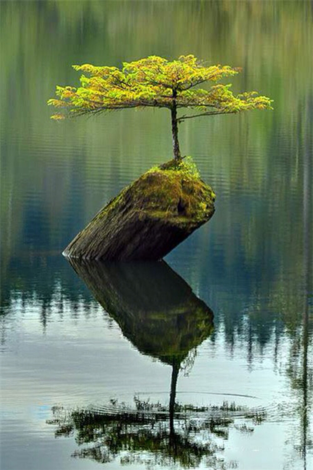 生命之树,在于根的顽强,枝的不挠,叶的坚强和花的迸发!