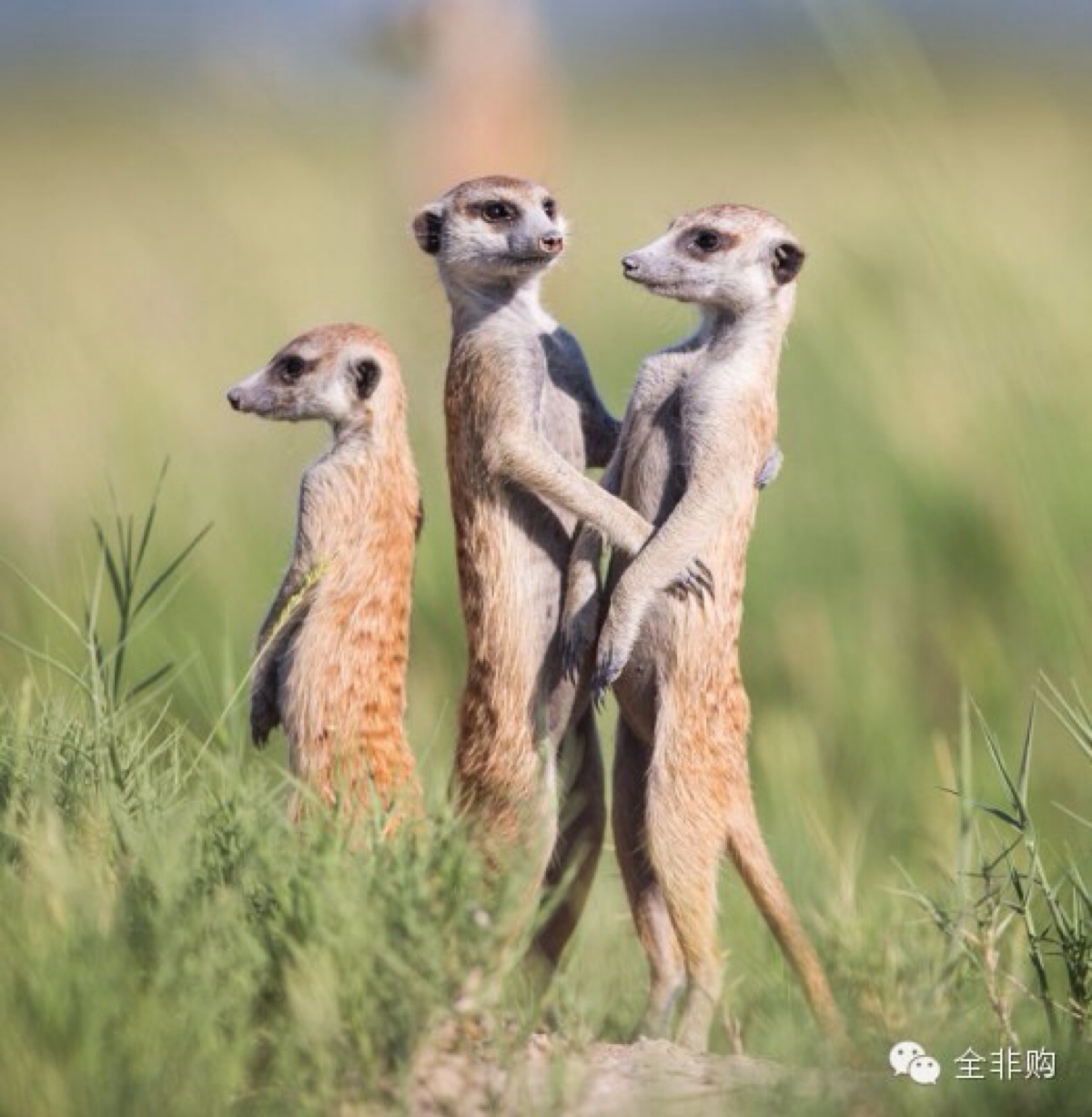 这世间绝无仅有的可爱小精灵狐獴meerkats,可能很多人会叫它们蒙哥.