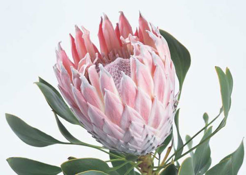 国王海神花(帝王花)protea cynaroides ,海神花属是山龙眼科的一个属