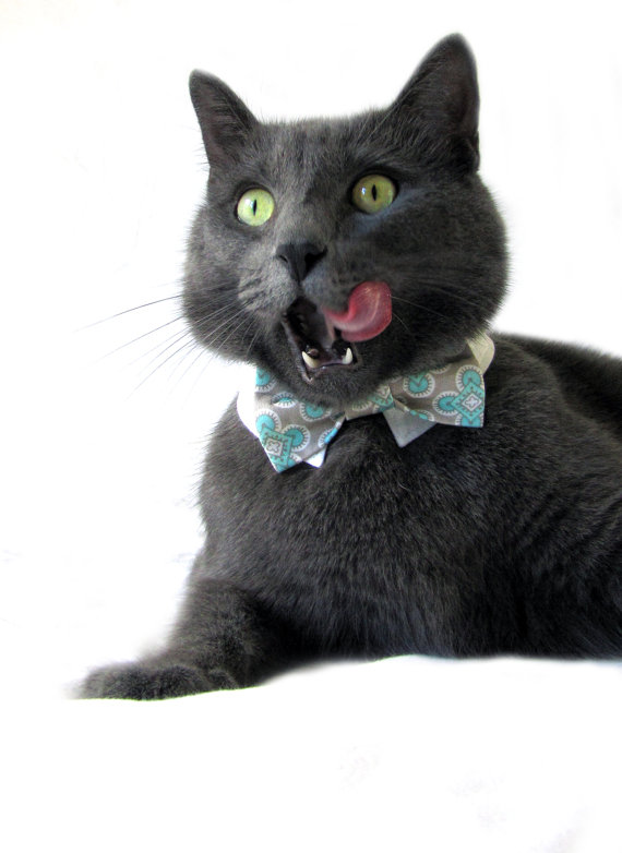 cat in bow tie