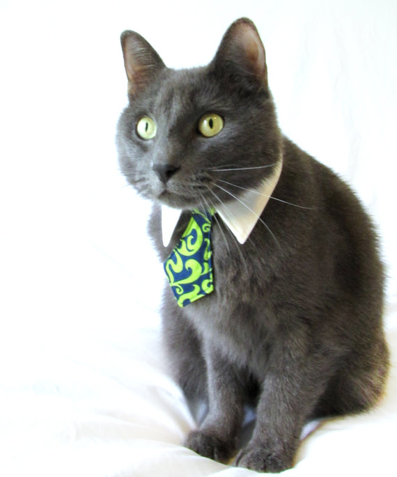 cat in necktie