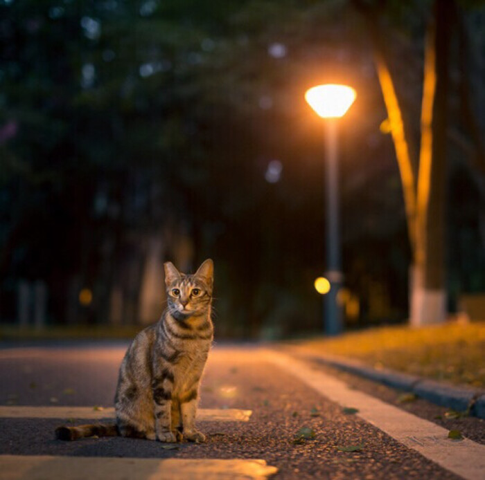 夜路猫 意境 寂寞