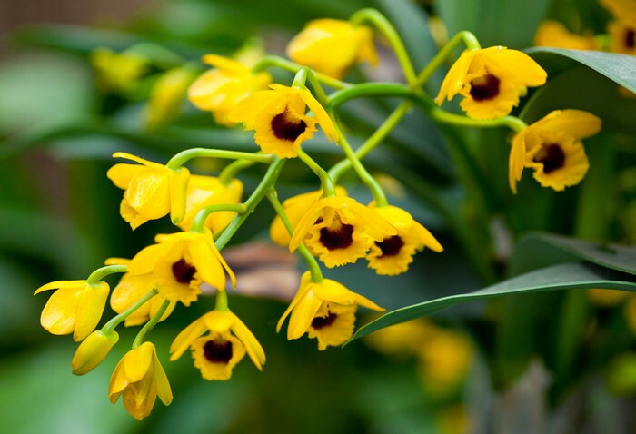 石斛属 dendrobium,鼓槌石斛 dendrobium chrysotoxum,隶属于顶叶组