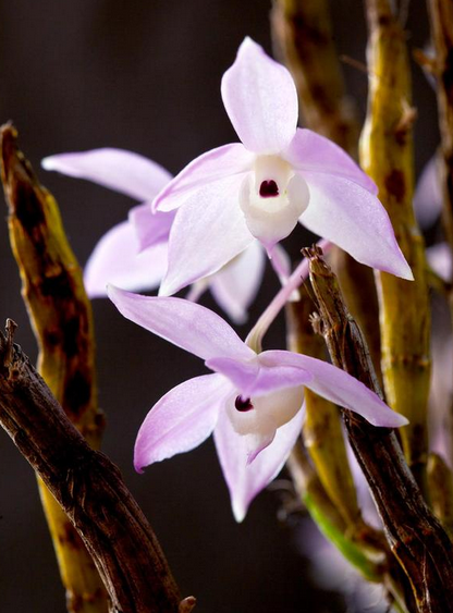 石斛属 dendrobium,重唇石斛(浅桃色个体)dendrobium hercoglossum