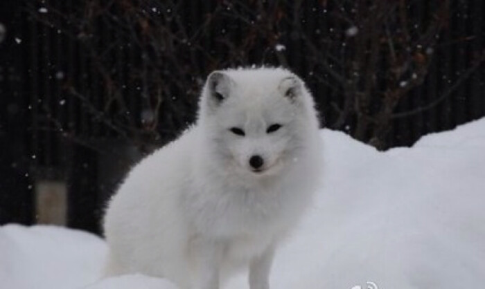 北极狐,萌到雪都融化!