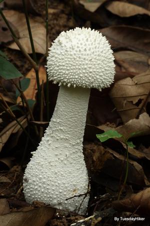 锥鳞白鹅膏菌 amanita virgineoides ,长得有那么一点点像未开伞的