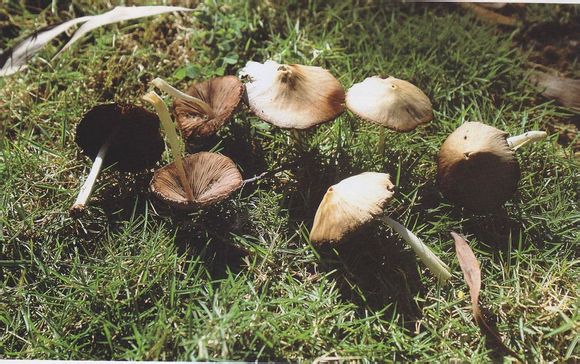 白黄小脆柄菇 psathyrella candolleana