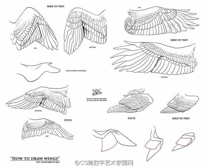 [cp]#绘画教程# 翅膀绘制教程,之前翅膀教程中我们已经介绍了鸟翅膀